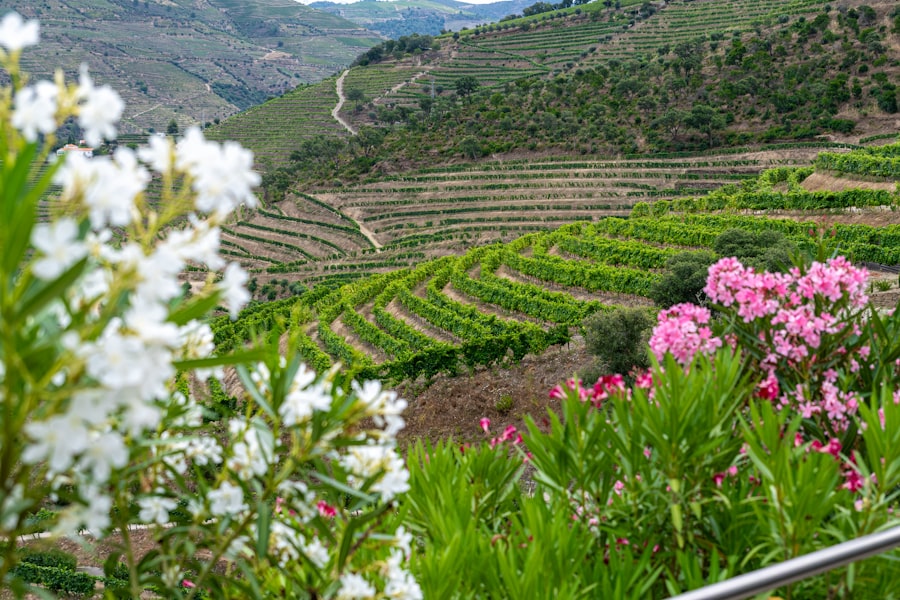 Terraced vineyards on the hillsides of the Douro Valley