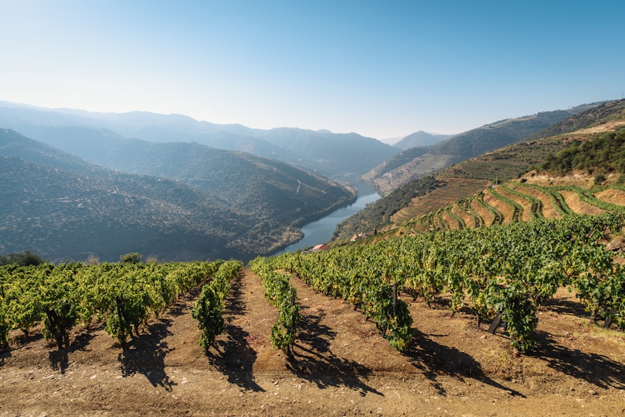 Vineyard rows above a bend in the Douro river