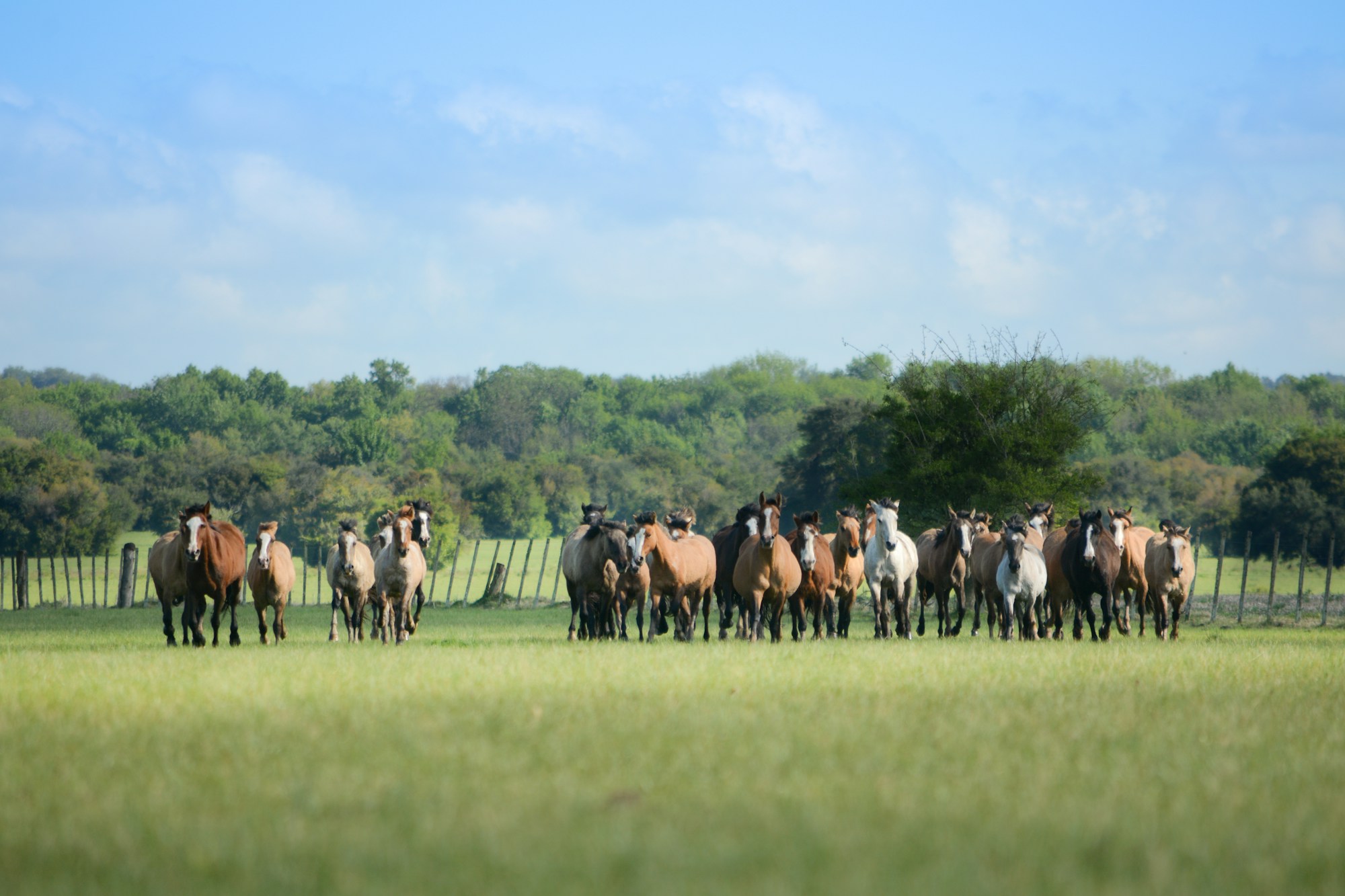 Horses running in an open field