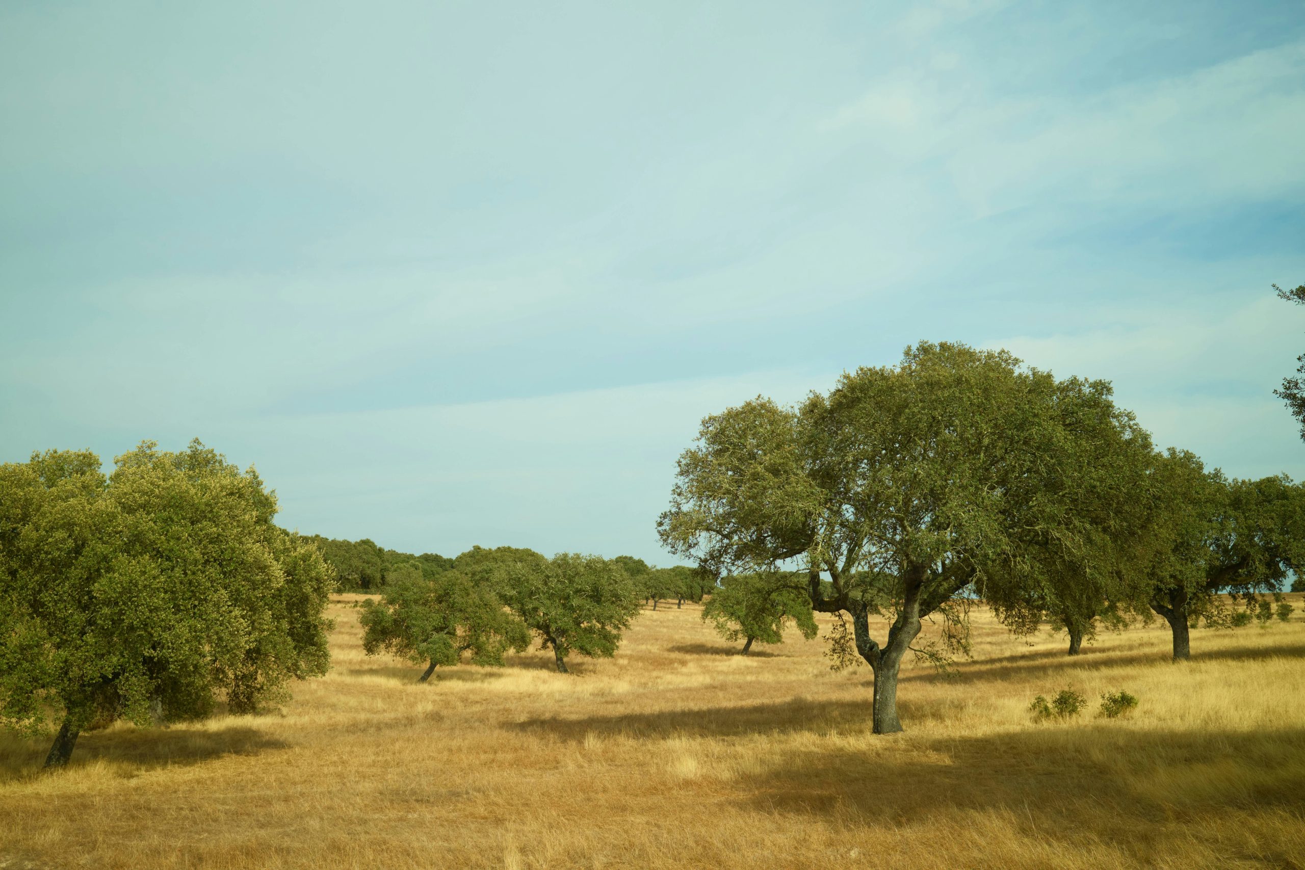 An open cork-oak field in the Alentejo, Portugal