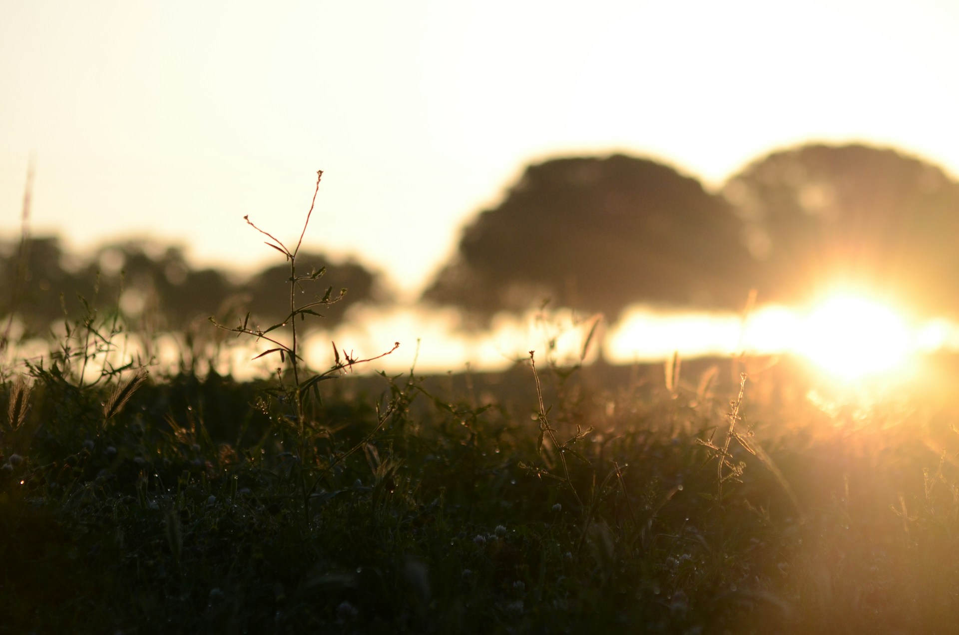 A golden-hour countryside field in Portugal