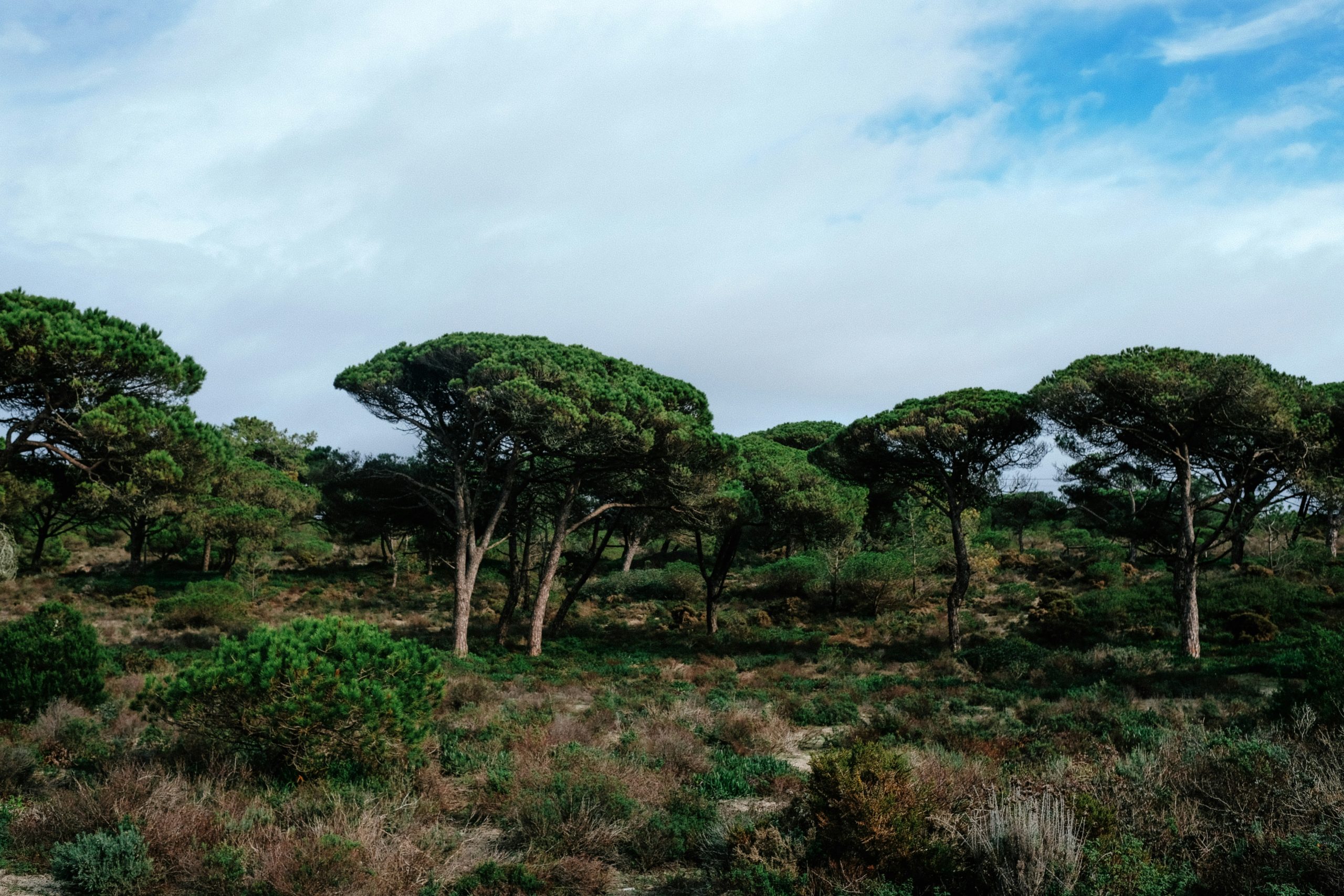 Umbrella stone pines along the coast, south of Lisbon
